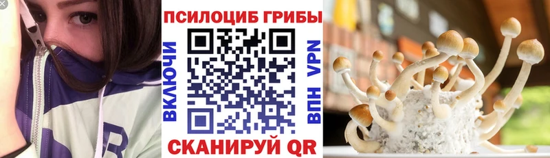 купить   Покачи  Галлюциногенные грибы Psilocybe 